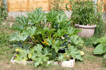 Close up of home made vegetable garden allotment with courgette and pumpkin plants growing DIY...