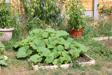 Close up of home made vegetable garden allotment with courgette and pumpkin plants growing DIY...