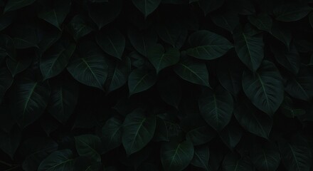 Close up view of a dense collection of dark green leaves filling the entire frame in dim lighting