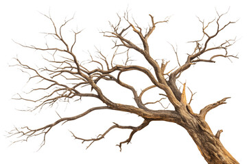 Bare tree branch isolated on white background