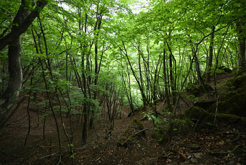 Climbing Mount Kumotori, Tokyo, Japan
