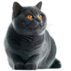 Gray british shorthair cat with orange eyes looking up pet animal feline isolated on transprint background