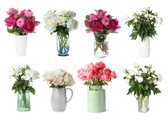 Peony bouquets in vases isolated on white, set