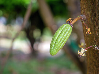 Grow small Cocoa pods branch with young fruit and blooming cocoa flowers grow on trees. The cocoa tree ( Theobroma cacao ) with fruits, Grow small  cacao fruit