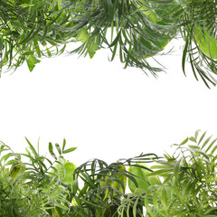 Green tropical leaves of different plants on white background
