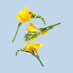 Yellow freesia flowers flying on light blue background