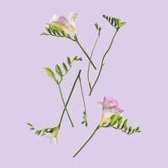 Beautiful freesia flowers flying on pastel violet background