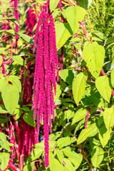 Bush with purple flowers Amaranthus caudatus