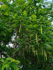 Tree Caucasian wingnut With Green Leaves and Hanging Seed Pods in Natural Environment