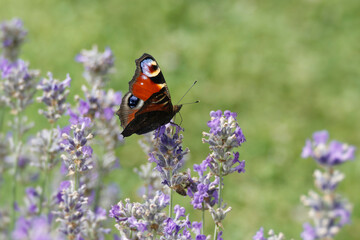 European peacock butterfly (Aglais io) perched on lavender in Zurich, Switzerland