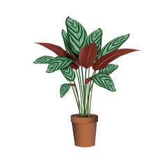  Calathea  (Ctenanta Setosa) - tropical exotic plant in a plastic flower pot isolated on a white background close-up. Vector realistic image for room design project, plant shop advertising banner.