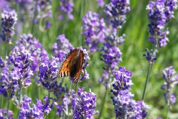 Small tortoiseshell butterfly (Aglais urticae) perched on lavender in Zurich, Switzerland