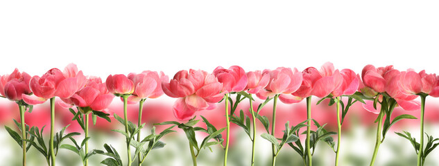 Aromatic peony flowers with green leaves on white background