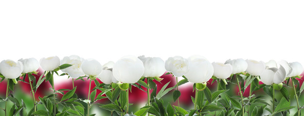 Aromatic peony flowers with green leaves on white background