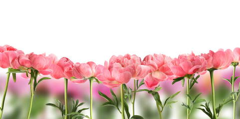 Aromatic pink peony flowers with green leaves on white background