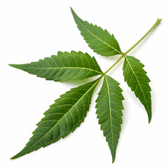 Medicinal neem leaf isolated on transparent background  