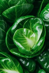 Obraz premium Vibrant microgreen sprouts are captured in a close-up shot, demonstrating their nutritional benefits as healthy superfoods