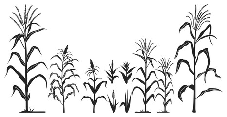 Silhouette Set of Various Corn Plants Vector Illustration
