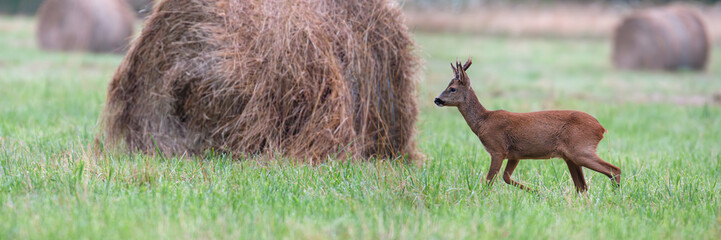 Male Roe deer walking in a plain with haystacks. Capreolus capreolus, Sologne, Loiret 45, région Centre Val de Loire, France, European Union, Europe