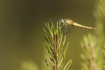 Libélula dardo de venas rojas hembra Sympetrum fonscolombii con apilamiento de enfoque sobre...