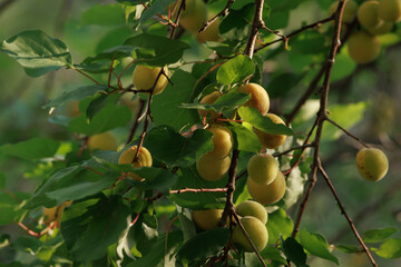 Frutas maduras en árbol Albaricoquero con luz de la mañana, Alcoy, España