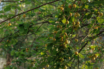 Frutas maduras en árbol Albaricoquero con luz de la mañana, Alcoy, España