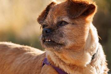 Retrato con luz natural de perro mestizo geriátrico con recorte de luz del sol y dientes enfermos, Alcoy, España