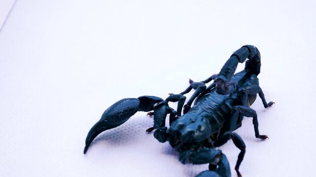 Asian scorpion (Heterometrus) (Scorpionidae) angry prepare fighting for protect himself on white background. 4K