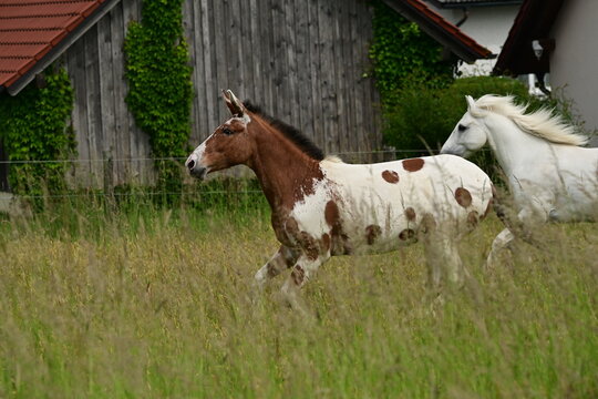 Appaloosa Muli im hohen Gras