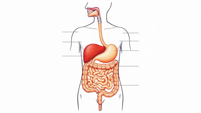 An illustration of the human digestive system with detailed anatomy highlighting each organ and its function.