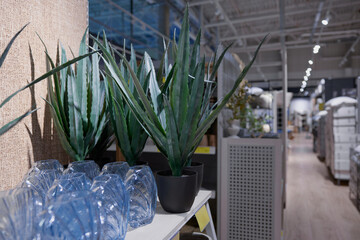 Row of various potted plants displayed on a shelf in a store