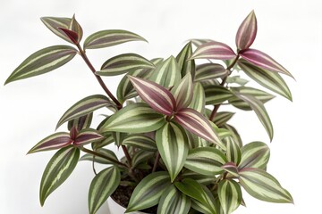 tradescantia zebrina isolated on white