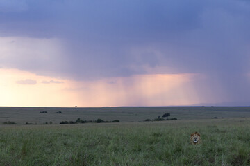A male lion relaxing in the grasses with a dramatic hue at the backdrop during sunset, Masai Mara,...
