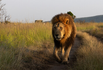 The king of Black rock pride walking at Masai Mara, Kenya