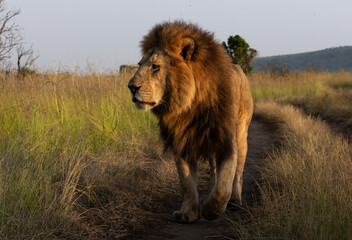 Closeup of the king of Black rock pride walking at Masai Mara, Kenya