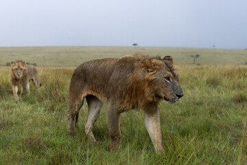 Male lions moving in Savannah to hunt at Masai Mara, Kenya