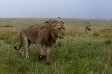 Male lion seperated form Rongai pride moving in Savannah to hunt at Masai Mara, Kenya