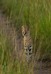 Portrait of a Serval in green grasses of Masai Mara