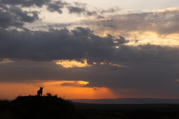 Silhouette of a lion on moiund with dramatic sunset at Masai Mara, Kenya