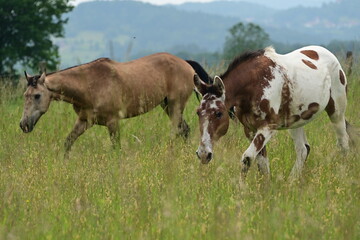 Geschecktes Muli und Pferd laufen durch hohes Gras