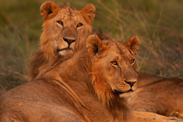 Male lions seperated form Rongai pride relaxing at Masai Mara, Kenya