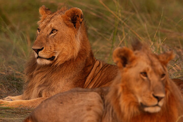 Males seperated form Rongai pride relaxing at Masai Mara, Kenya, Selective focus on the back lion.