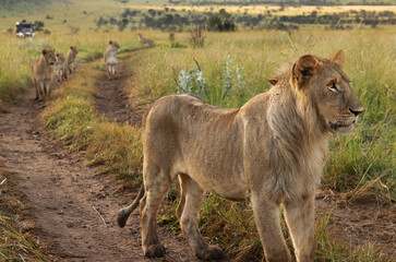 Lions of black rock pride walking on the mudtrack of  Savannah, Masai Mara, Kenya