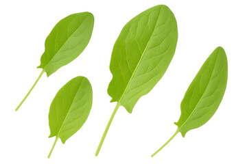 Four fresh sorrel leaves falling against a transparent background, perfect for food and nature-themed projects