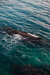 Obraz premium Aerial View of Whale Swimming in Ocean