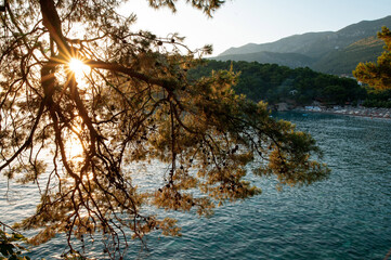 Sunlight Through Pine Branches Over Coastal Landscape