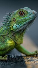 Fototapeta premium Vibrant green lizard resting on a textured surface in a natural light setting