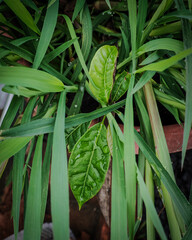 This image shows a fresh green plant with broad, glossy leaves emerging among long, narrow...