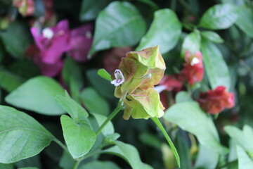 Justicia brandegeeana or shrimp plant