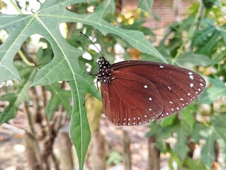 Striped blue crow butterfly (Euploea mulciber) on leaf in outdoor garden	